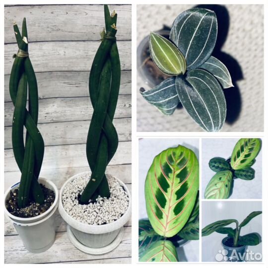 Сансевиерия,маранта, орхидея лудизия