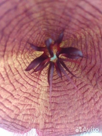 Стапелия грандифлора grandiflora