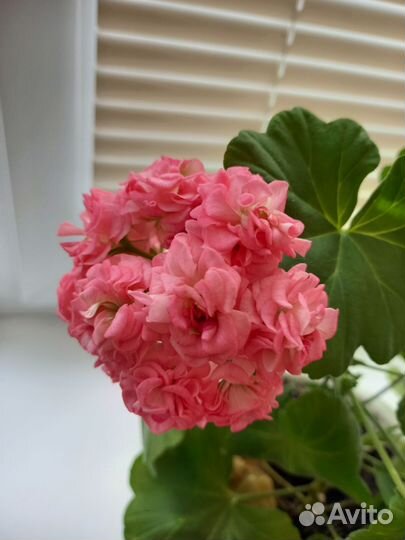 Пеларгония герань Grainger's Antique Rose