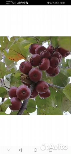 Саженцы краснолистной яблони зкс