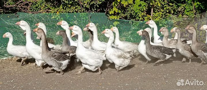 Молодняк Холмогорских гусей