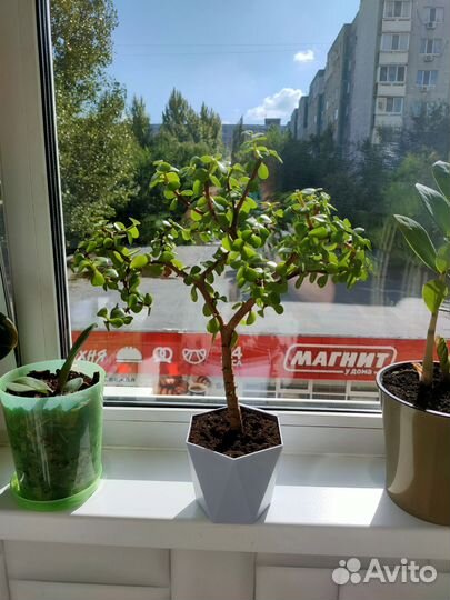 Портулакария Афра