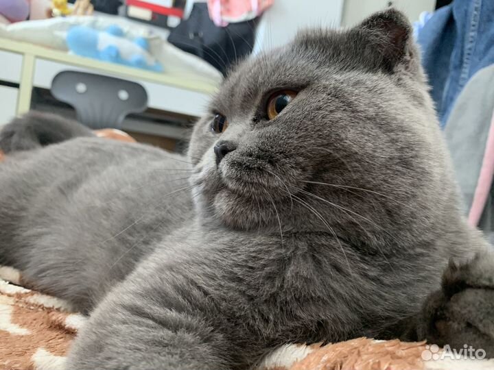 Шотладский вислоухий кот в добрые руки