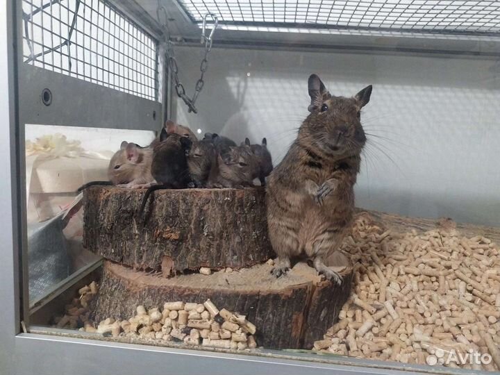 Детки дегу