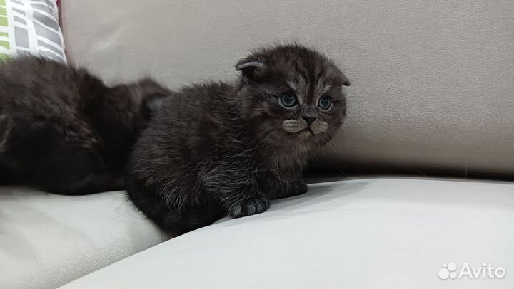 Шотландские котята