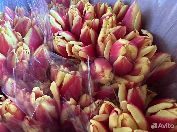 Тюльпаны к 8 марта