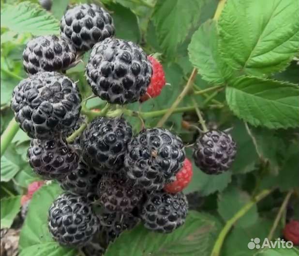 Саженцы малины Кумберленд