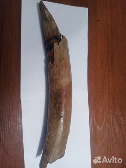 Бивень мамонта