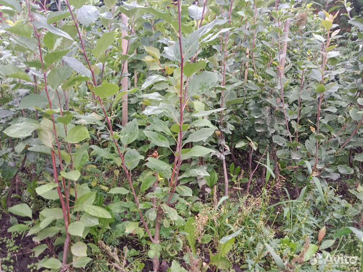 Саженцы привитые: груши, сливы, яблони, хвойные