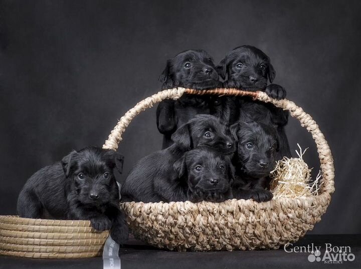 Шнауцер щенки Черного окраса