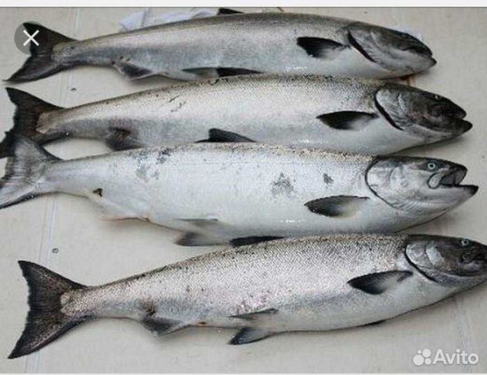 Рыбалка р.Авача и Авачинская бухта