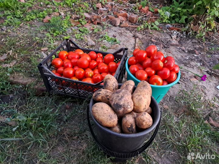 Продам картофель и помидоры вёдрами