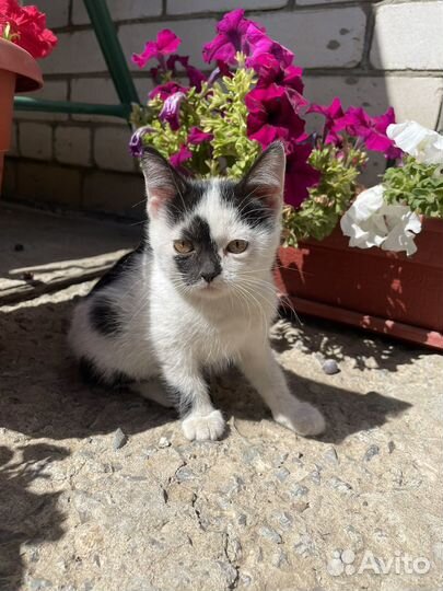 Девочка в добрые руки