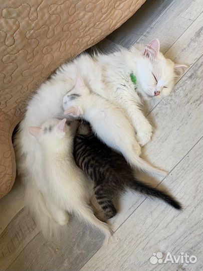 Котята в добрые руки