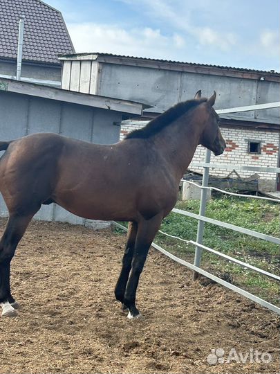 Жеребец Чистокровный Английский Верховой