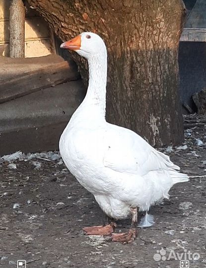 Гуси на мясо