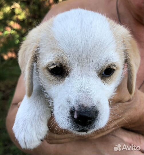 Отдам щенка в хорошие руки