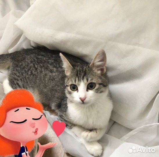 Кошка бесплатно