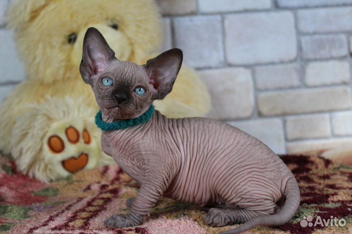 Канадский сфинкс котенок