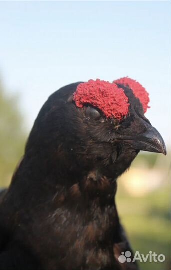 Тетерев птица таксидермия охота чучело