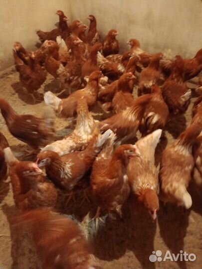 Курочки молодка