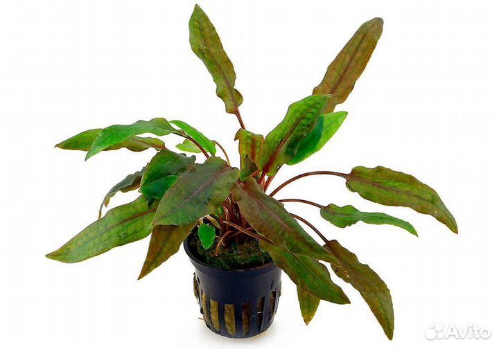 Аквариумные рыбки-растения