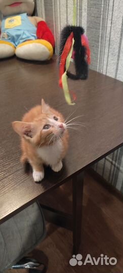 Рыжий котик