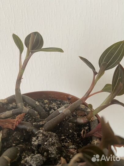 Орхидея лудизия драгоценная