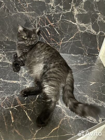 Отдам кошку