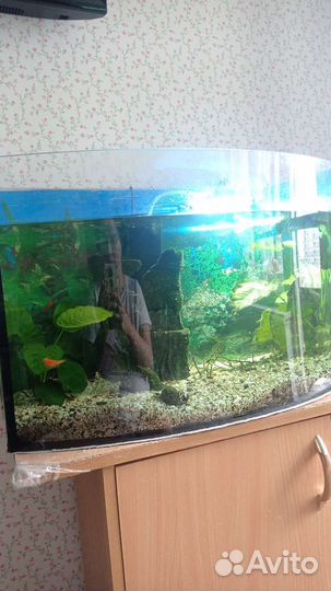 Аквариум 80л. Бронь до 22.08