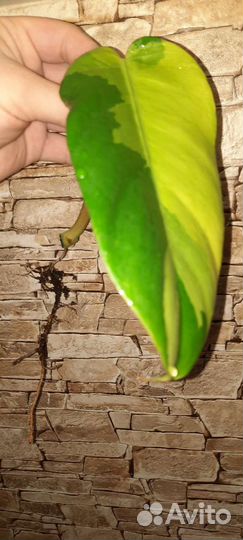 Филодендрон пинг тонг вар и Ред Андерсон вар