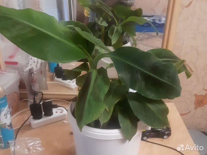 Карликовый банан