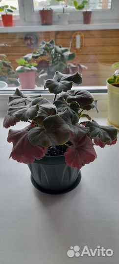 Пеларгония герань сортовая