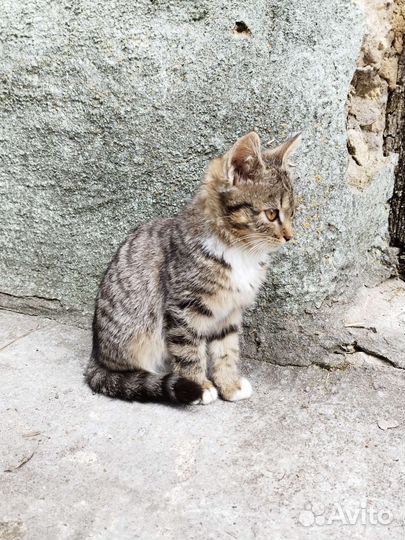 Котята в дар