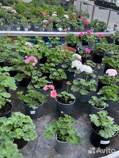 Пеларгонии сортовые