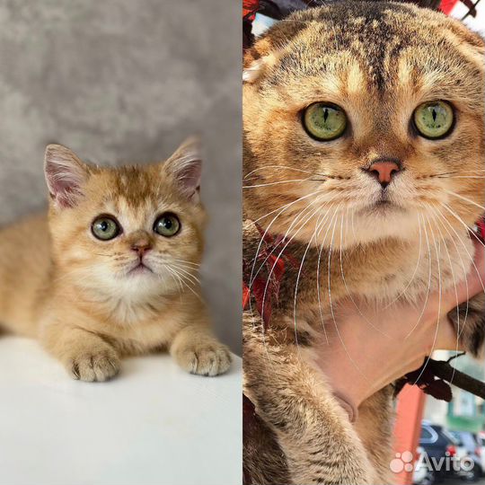 Золотой котик