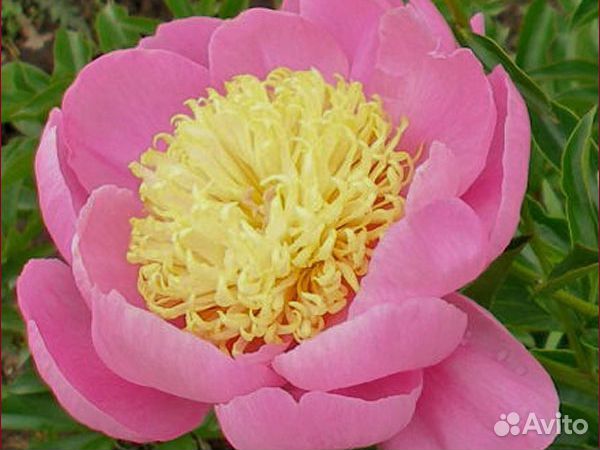 Пионы сортовые