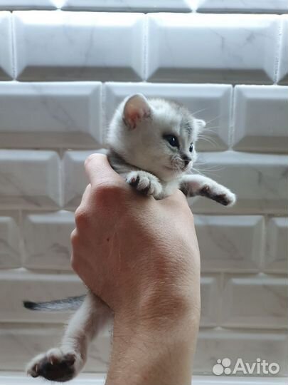 Британские котята