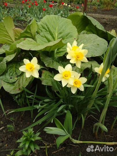 Цветы садовые многолетние