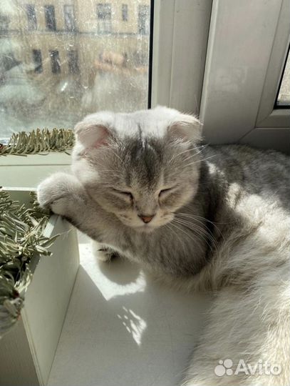 Британская вислоухая голубая золотая шиншилла