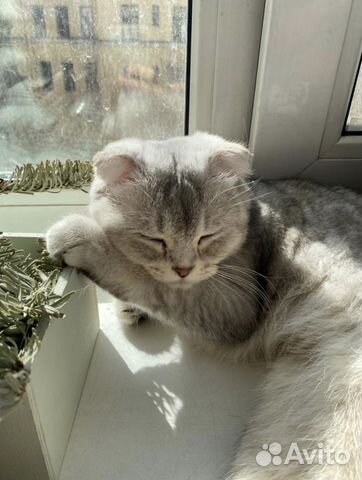 Британская вислоухая голубая золотая шиншилла