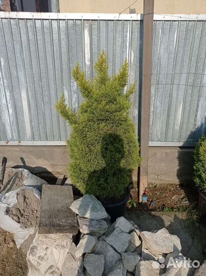 Туя с запахом лемона