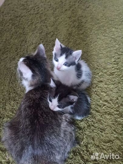 Котята в добрые руки