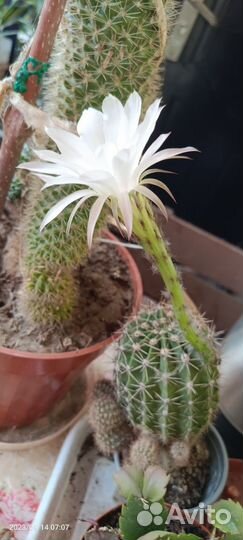 Кактусы и суккуленты