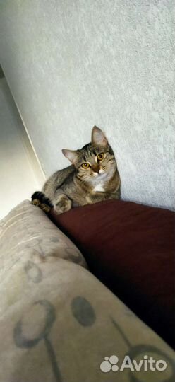 Кошечка-подросток