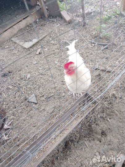 Петухи домашние и брама