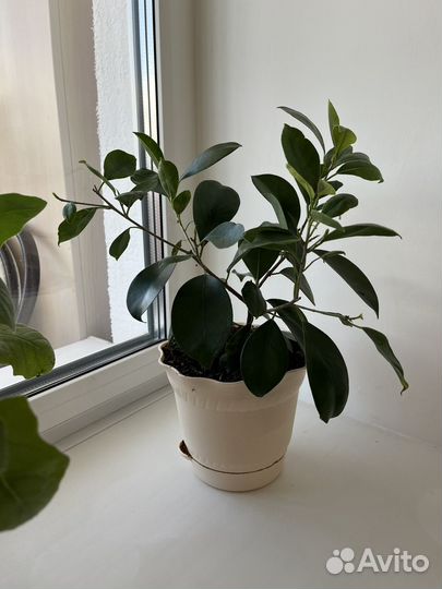 Фикус лайма