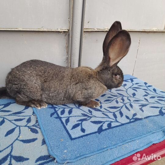 Продажа кроликов