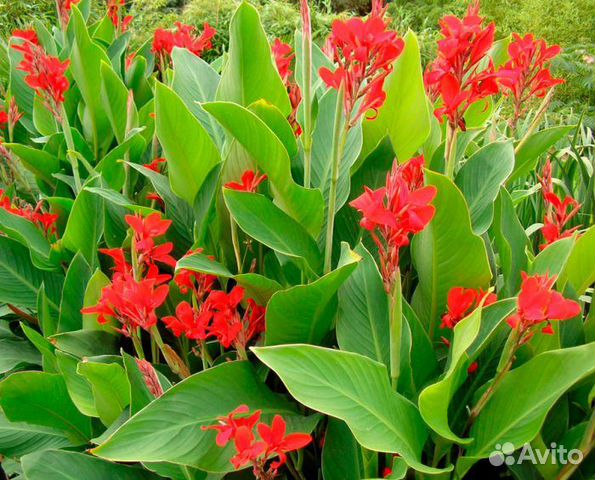 Клубни канны