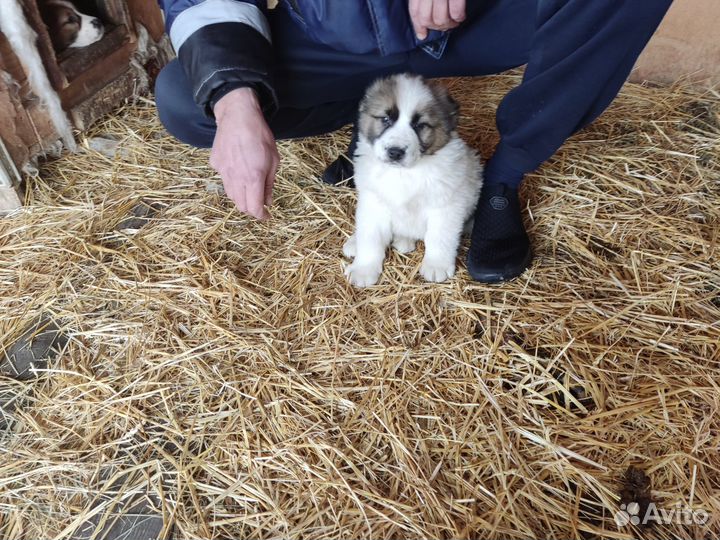 Продаются щенки сао